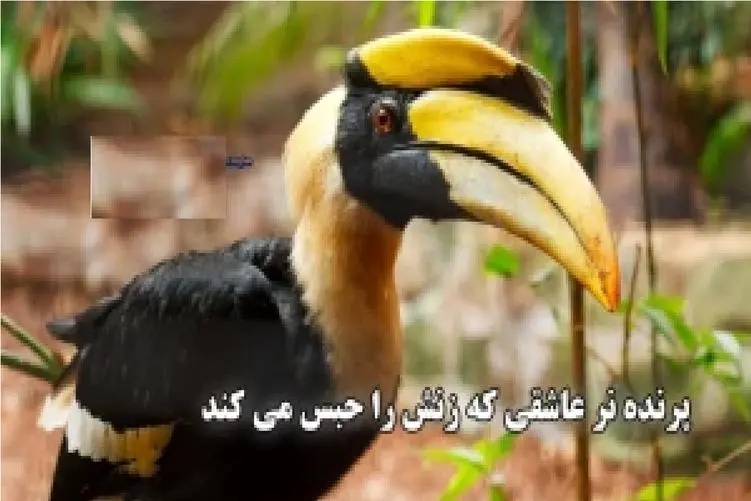 مستند حیات وحش؛ پرنده نر نوک شاخ انقدر عاشقه زنشو حبس می کنه
