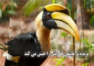 مستند حیات وحش؛ پرنده نر نوک شاخ همینقدر عاشقه زنش رو حبس می کنه