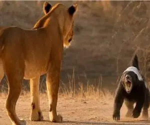 جذابیت حیات وحش؛ راسو لاتیشو جلو سلطان پر کرد و د فرار