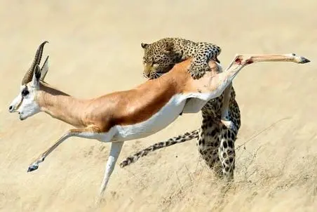 مستند حیات وحش/ بیر؛ آهو