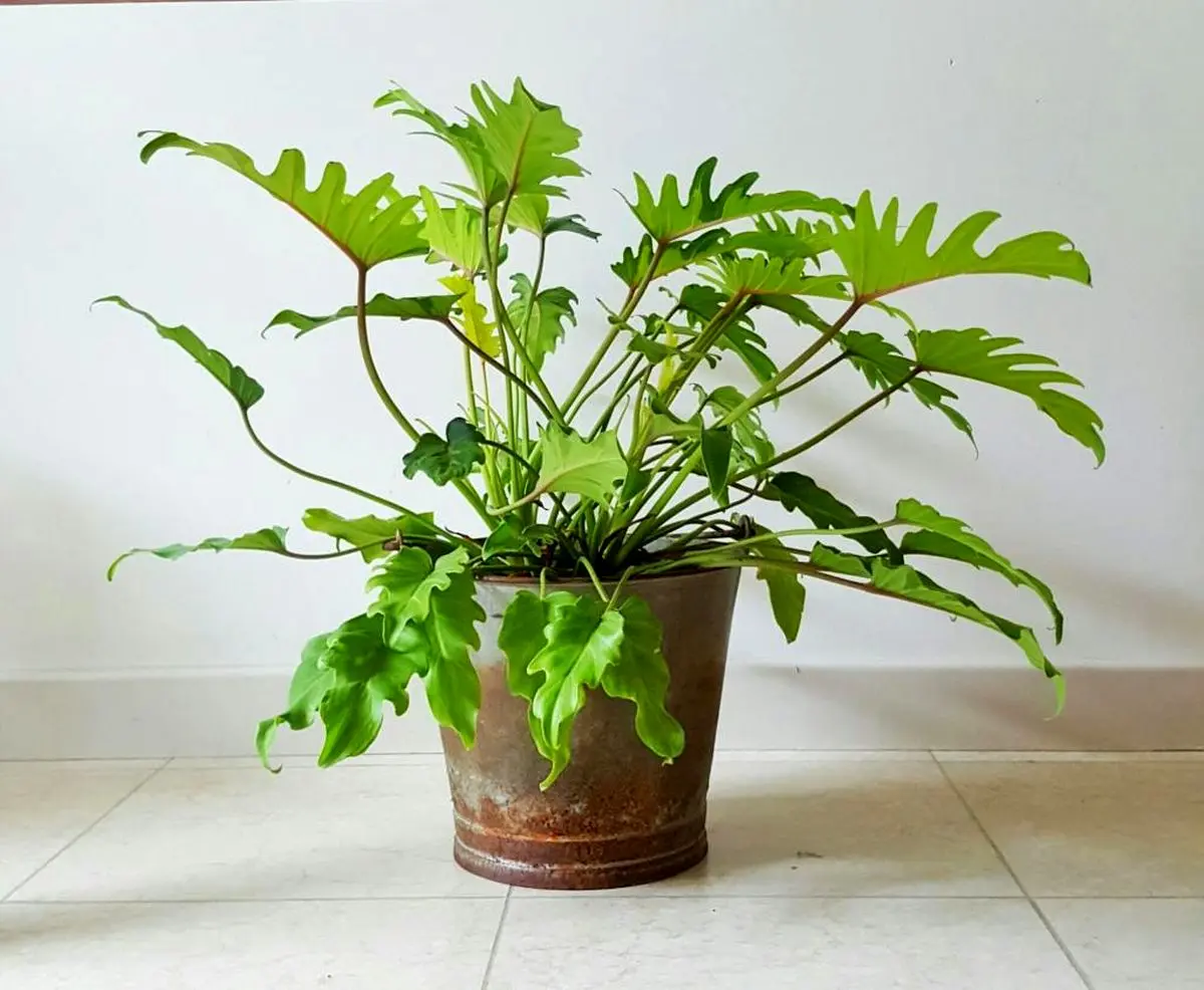 monstera-prop-7