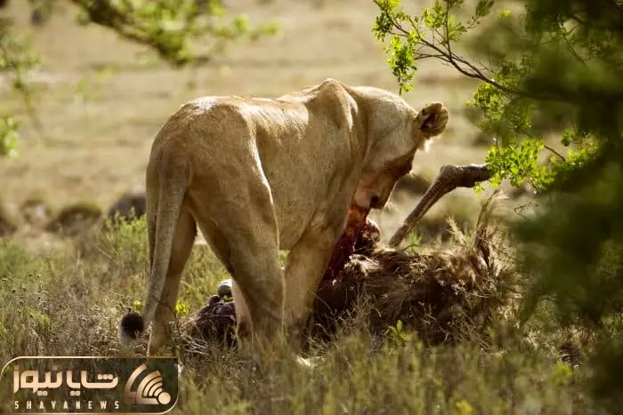 از جذابیت های حیات وحش؛ شیر عصبانی شتر مرغ عظیم رو از گردن ناجور گرفت شقه شقه کرد!