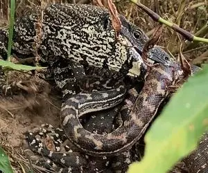 از جذابیت های حیات وحش؛ پیتون کله خر عین سیم خاردار پیچیده دوره بزمجه غول جثه