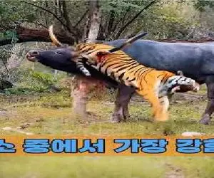 مستند حیات وحش؛ ببر جای شکار بوفالو خودشو ناکار کرد