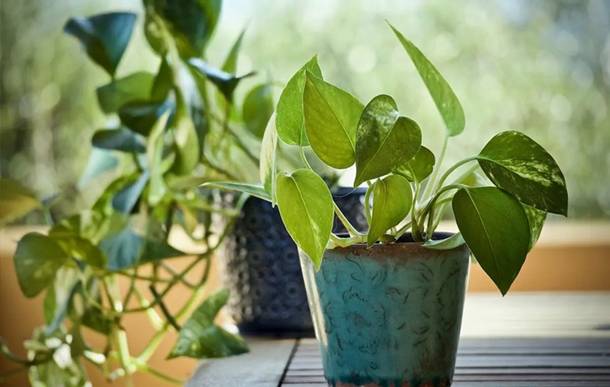 آبیاری گیاهان آپارتمانی