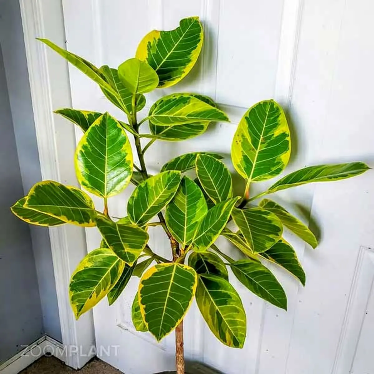 118515698_3823901800970909_8355070539989961989_n