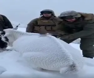 معماری طبیعت؛ مرسی از این آقا که با پتک کوبید تو سر بز کوهی یخ زده