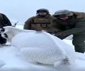 معماری طبیعت؛ مرسی از این آقا که با پتک کوبید تو سر بز کوهی یخ زده