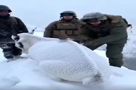 معماری طبیعت؛ مرسی از این آقا که با پتک کوبید تو سر بز کوهی یخ زده