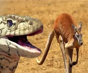 جذابیت حیات وحش / مسابقه دوی 100 متر اژدهای کومودو و کانگورو مشت زن برای بقا