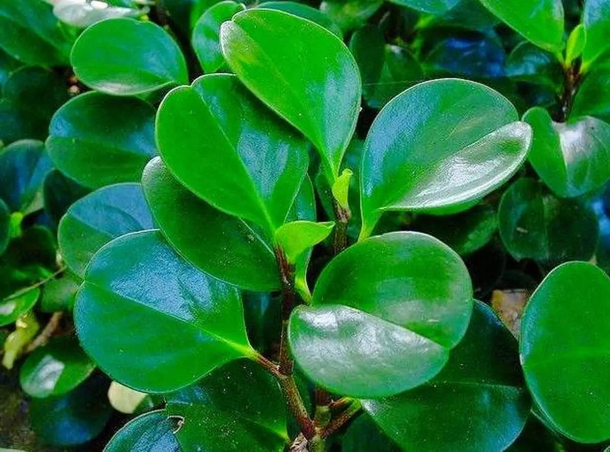 گیاهانی که به نور نیاز ندارند