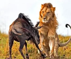 مستند حیات وحش؛ شیر ماده چلفتی نتونست شکار کنه نر ورود کرد