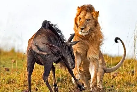 مستند حیات وحش؛ شیر ماده چلفتی نتونست شکار کنه نر ورود کرد