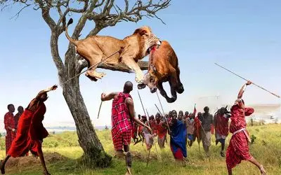 جنگجویان طبیعت؛ شیر لاشخور بوفالو دزدید صاحبش هم اون رو با نیزه قطع نخاع کرد