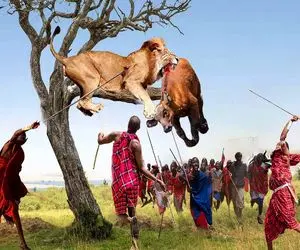 جنگجویان طبیعت؛ شیر لاشخور بوفالو دزدید صاحبش هم اون رو با نیزه قطع نخاع کرد
