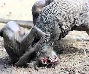 بدایع حیات وحش / کومودو سفاک با یه فن سر از تن بابون فرتوت جدا کرد