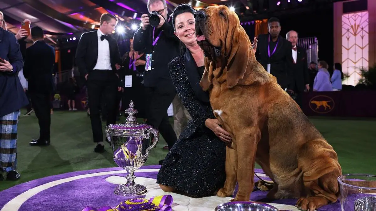 Westminster-Dog-Show-062222-Getty-FTR