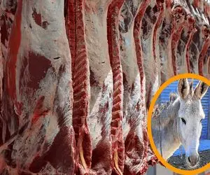 ژفرآوری الاغ / دستگاه مدرن کشتار خر با تکنولوژی نوین که سوددهی را افزایش میدهد