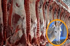 ژفرآوری الاغ / دستگاه مدرن کشتار خر با تکنولوژی نوین که سوددهی را افزایش میدهد
