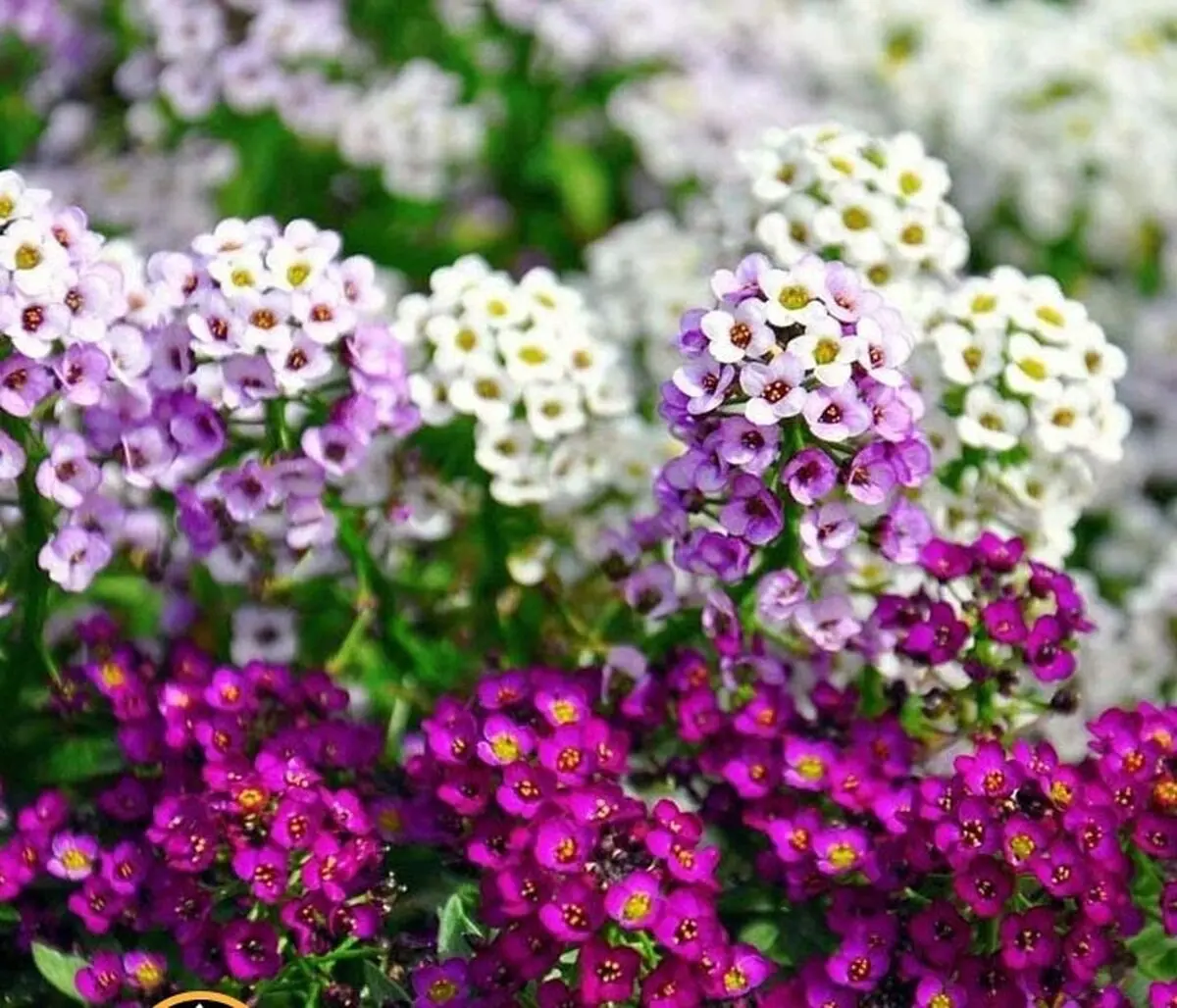 بالکنی2