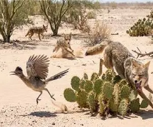 مستند حیات وحش؛ ۳ کایوت در برابر ۱ جاده‌دونده