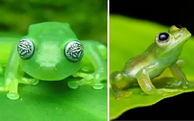 آن روی طبیعت وحشی؛ آکواریوم سیار اما نه حاوی ماهی بلکه حاوی دل و روده قورباغه!