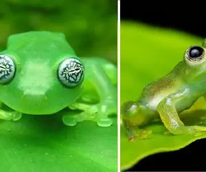 آن روی طبیعت وحشی؛ آکواریوم سیار اما نه حاوی ماهی بلکه حاوی دل و روده قورباغه!