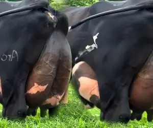 فرآوری گاو؛ گاوهایی که انگار تو رگ شونم شیر دارن و روشون داغ گذاشتن تا گم نشن