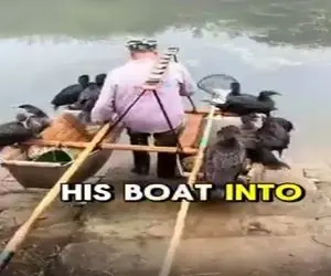 دامداری نوین؛ مرد کارشو راحت کرد پرنده ها رو نشوند تو قایق برد وسط آب براش ماهی بگیرن