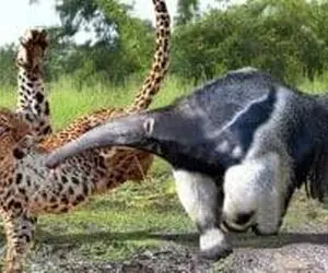 مستند حیات وحش؛ جگوار بی رحم مورچه خوار را ملعبه کرد