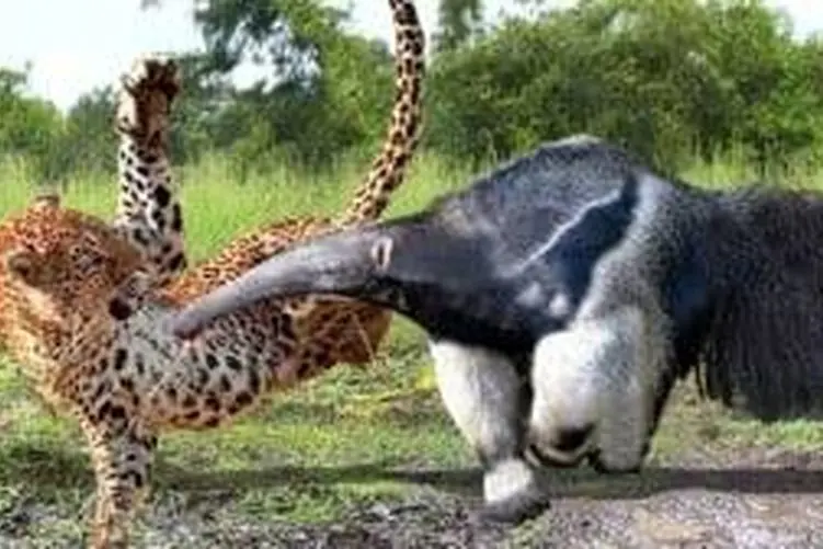 مستند حیات وحش؛ جگوار بی رحم مورچه خوار را ملعبه کرد