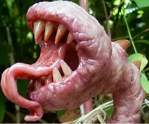 عجایب روزگار؛ این گیاه برای تغذیه به حیوونا حمله میکنه اونارو درون خودش ذوب میکنه