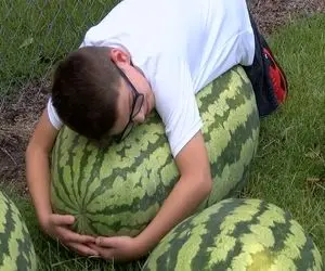 هندوانه های غول پیکر؛ هندوانه پرورش میدن اندازه ی گاو فقط چطور میشه که اینطور میشه؟