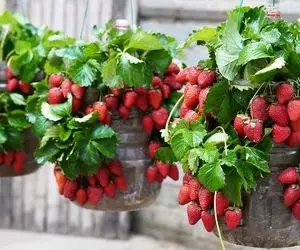 ایده های خلاقانه؛ باغچه نداری توت فرنگی رو تو بطری های آب معدنی بکار تضمینی خوب میشه