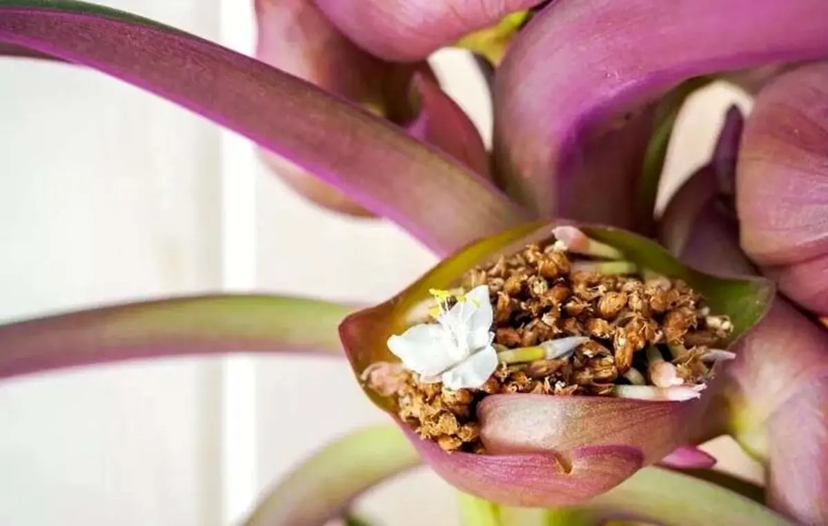 method-of-maintaining-Musa-in-the-cradle-plant-05