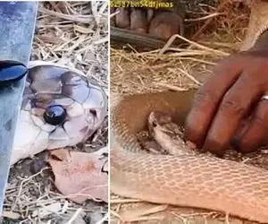 مرد هندی مار کبرا بیچاره رو گرفت و مهره اش رو قلفتی از سرش کشید بیرون 