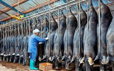 فرآوری خوک؛ خوک سیاه کریه نیم میکنن یه طرفش استیک و بیکن طرف دیگش گوشت خشک