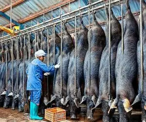 فرآوری خوک؛ خوک سیاه کریه نیم میکنن یه طرفش استیک و بیکن طرف دیگش گوشت خشک