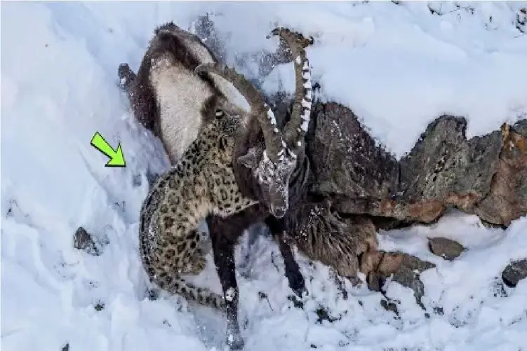 مستند حیات وحش؛ پلنگ سریع سر بز میکنه زیر برف