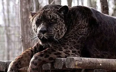 بدایع حیات وحش؛ دورگه ای وحشتناک حاصل جفتگیری ناصواب شیر و جگوار