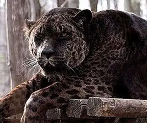 بدایع حیات وحش؛ دورگه ای وحشتناک حاصل جفتگیری ناصواب شیر و جگوار