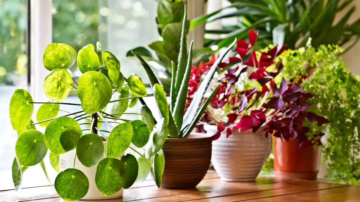 زیباترین گیاهان آپارتمانی از نظر مردم