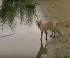 مستند کاوش؛ حقه بازی روباه مکار برای دزدیدن ماهی