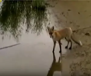 مستند کاوش؛ حقه بازی روباه مکار برای دزدیدن ماهی