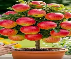 کشاورزی نوین؛ یه دونه موز رو فدا کرد 10 کیلو سیب ازش عمل آوورد اونم فقط تو 20 روز