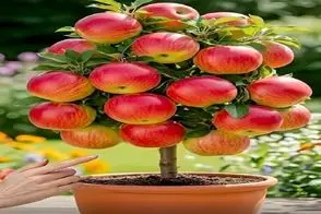 کشاورزی نوین؛ یه دونه موز رو فدا کرد 10 کیلو سیب ازش عمل آوورد اونم فقط تو 20 روز