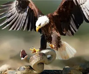 بدایع حیات وحش/مار از زیر زمین سبز میشه و به پنچه های عقاب میپیچه و شکارش میکنه