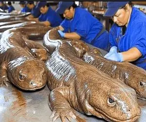 فرآوری سمندر؛ سمندر، هیولای آبزی رو می‌پرورن تا بشه سوپ گرون و داروی پنهون