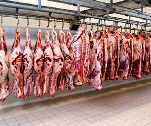 جای خالی گوشت قرمز گرم در کالابرگ الکترونیک