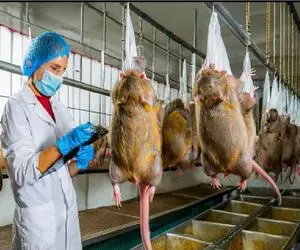 فرآوری موش؛ بعد زاد و ولد موش هارو میبرن سلاخخخونه برای سودآوری صنعت غذایی 